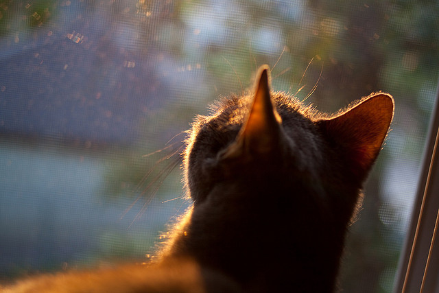 世界极限飞盘公开赛，空中飞舞的运动盛会，极限飞盘正式比赛场地