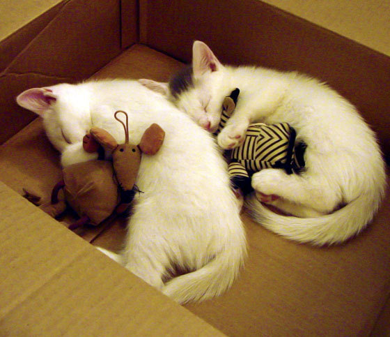 今年季后赛最“炫酷”的战术组合都有哪些?,最新季后赛战况